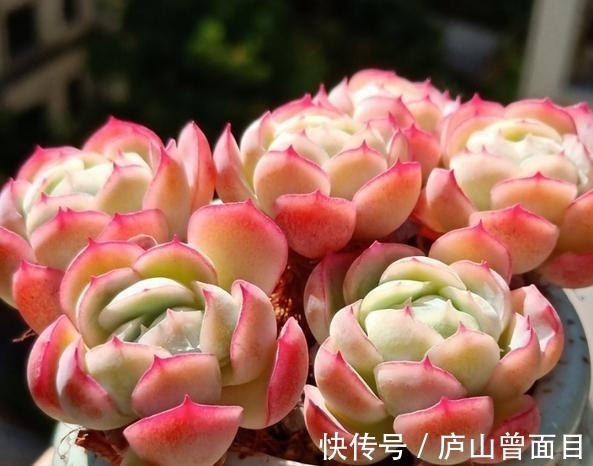 多肉贝瑞越养越好看,一朵朵像包子一样,能不喜欢吗?