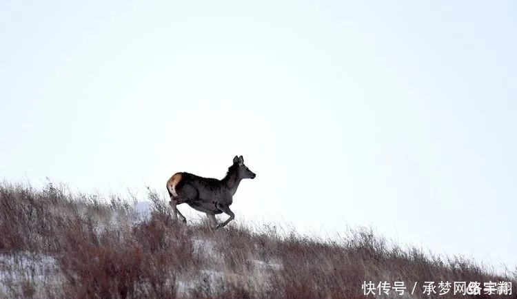 阿旗|【影像阿旗】雪地生灵—野鹿