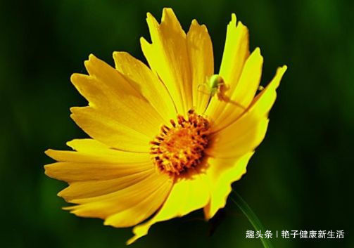 这些花卉便宜又好养,阳台盆栽上几盆,全年开花不停,香飘溢满屋