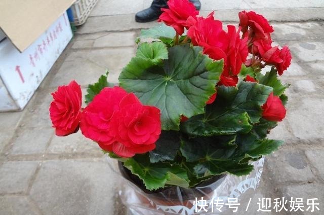 众说纷纭,丽格海棠真的难养它只是生长条件高,养开花并不难