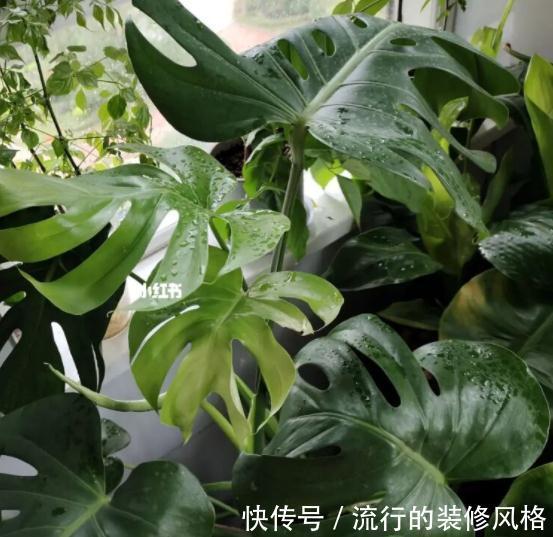 养这“10种花”,经常喷喷水,越长越旺“越精神”