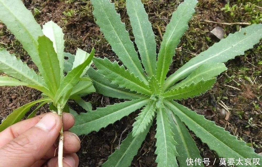 名字“炸毛”的植物,价值却极高,请不要忽视它,含钙量超牛奶
