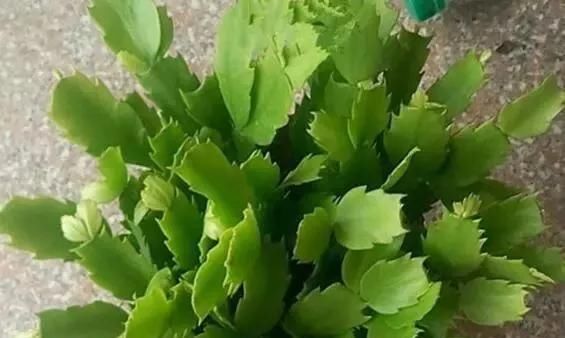 1种“液体”滴盆里，蟹爪兰一次能开300朵，年年“开花”好几次