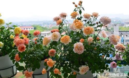 花海|4种漂亮花,一年四季花朵轮番开,天天都是花海,是阳台盆栽佳品