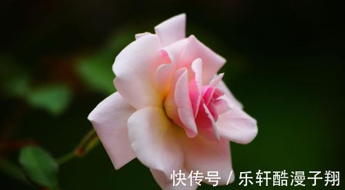 月德|生肖牛8月好运连连,年年有余,财源广进,财源滚滚,大吉大利