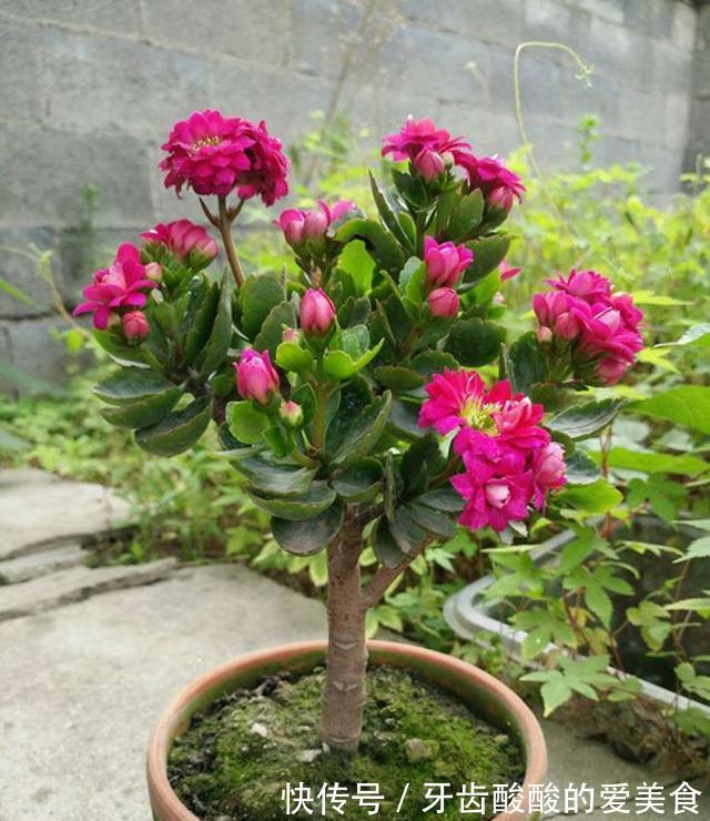 五种“大老桩”却要小盆养,用对盆,少管多晒更利于生长
