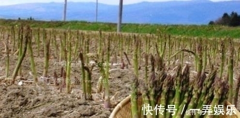 白竹|农村一种常见植物,营养价值与牛肉相比肩,有“蔬菜之王”的美誉