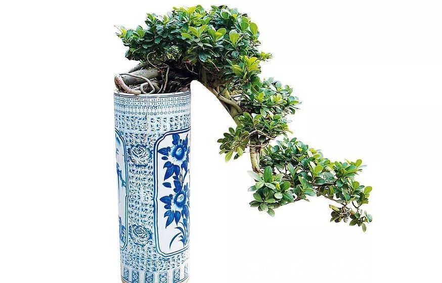 枝条|家里有金枝玉叶的来看看,一分钟学会怎么给金枝玉叶修剪造型