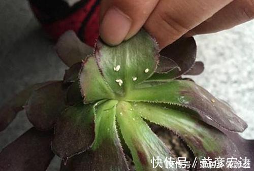多肉植物出现3个症状，赶快换盆换土，催一圈侧芽，养成小老桩！