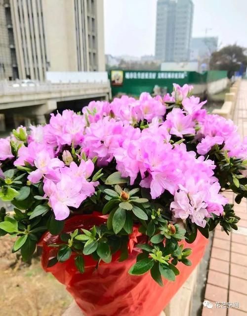 老花农都用醋养花,养一个旺一个,这些好处,你可能还不知道吧!