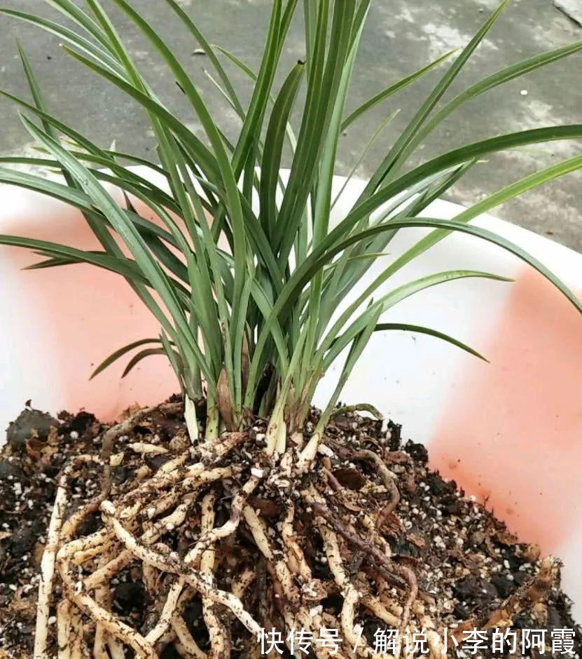 替兰花分株怕伤其根系,采用“不分盆”方法,新手也可轻松驾驭!
