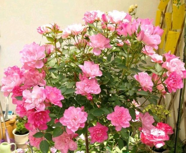 阳台养这几朵花，花开不断，开花漂亮花期长，谁养谁喜欢