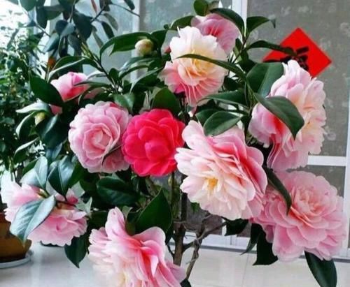  好看|超受喜爱的4种花，好看又好养，花香飘满堂，四季花开