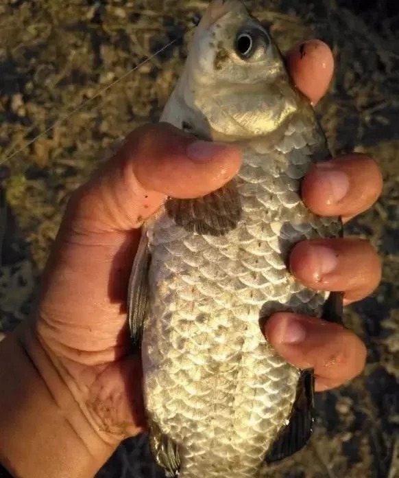 深水|冬钓深?钓浅?这几个实战经历,能让你的冬钓技巧提升2个档次