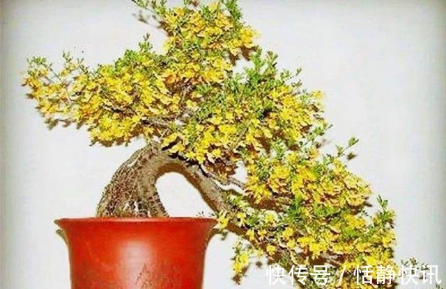 金雀花|这3种“盆景”个子虽小,却香飘十里,除螨抗菌,客厅最好养1盆!