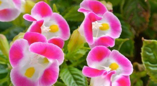 “4种花”是爆盆能手,好养易活,谁见了都想养,一开就美爆!