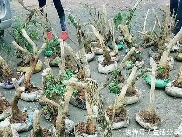 黄杨树|云贵大山的“黄杨市场”,是“原则”与艺术的碰撞,你站谁呢!