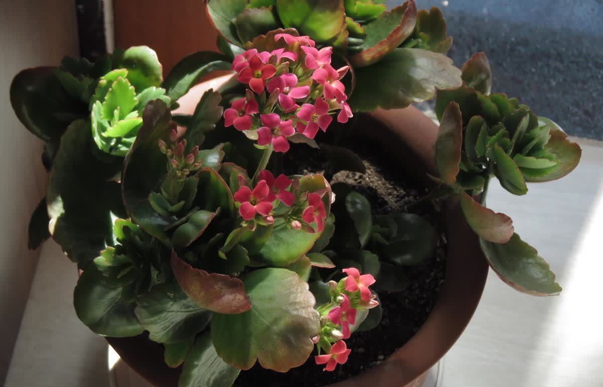 好养的长寿花,开花需要满足哪些条件,想知道吗?