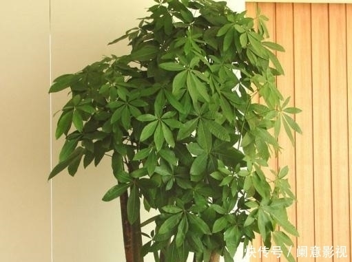 夏天|夏天温度过高时,不能给这些花“乱浇水”,不然容易“得病”