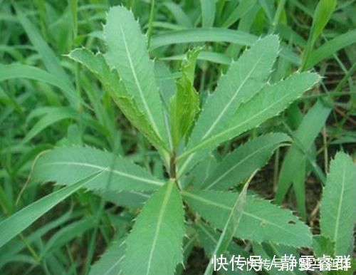 养生|农村的这一种“救命草”,以前被人嫌弃,殊不知竟竟是养生良药
