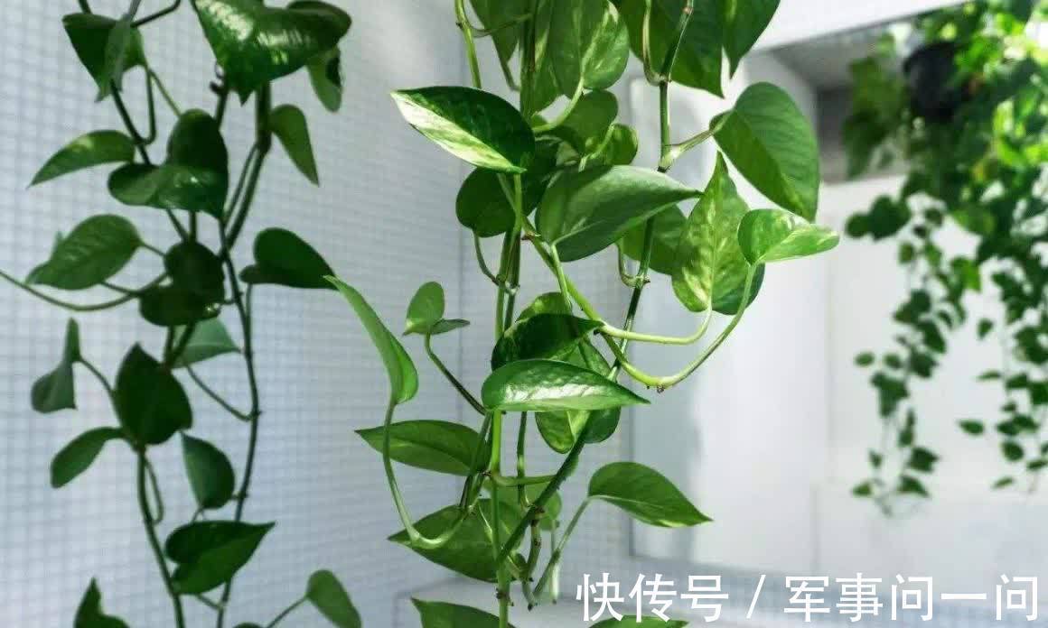 芭蕉|俗话说“一个绿萝七个鬼”,养绿萝真的好吗?老祖宗都有啥讲究