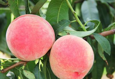 女性|秋季太冷女性减肥不想动弹,多吃减脂菜,有效减肥瘦身,身材苗条