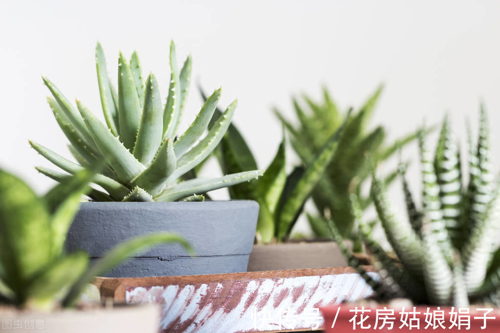 繁殖|老花匠养的虎皮兰叶厚芽多、颜色艳丽,只要做好6点,你也可以