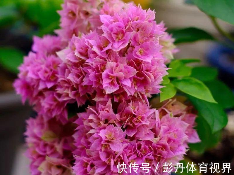 叶子|十月养这花，撸叶子、少浇水，10天冒出大花苞！