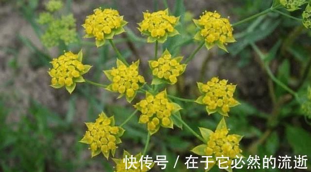 果园|果园旁一种野草,若遇见,请别再摘掉,目前176元一斤