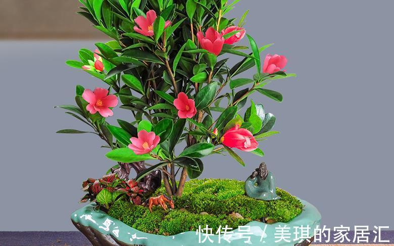 高温|夏季高温，养盆四季杜鹃茶，满足3要点，花期持续一整年