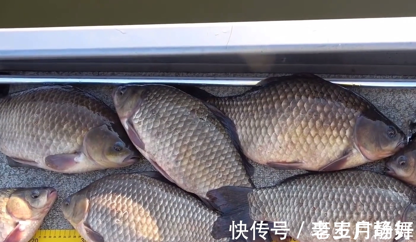 野生鲫鱼能长到半米长?北方钓友无人区钓起5.2斤野生大板鲫