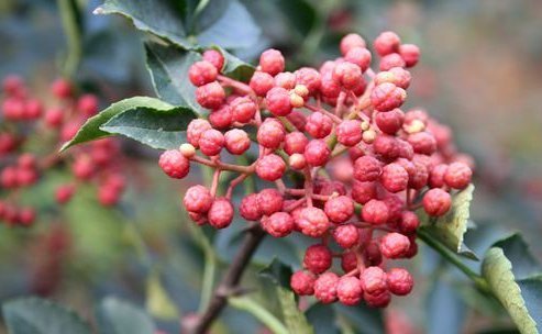  止痛|花椒温中散寒、除湿止痛，农民种植花椒如何增产增收，只需四点