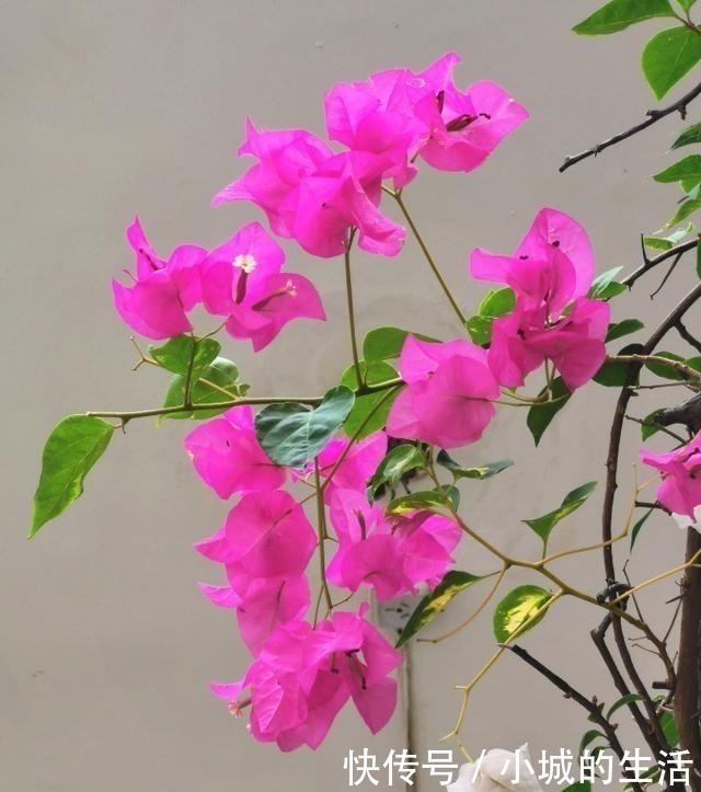 5种花扔外头，越下雨开得越好，超漂亮！5种花扔外头，越下雨开得越好，超漂亮！