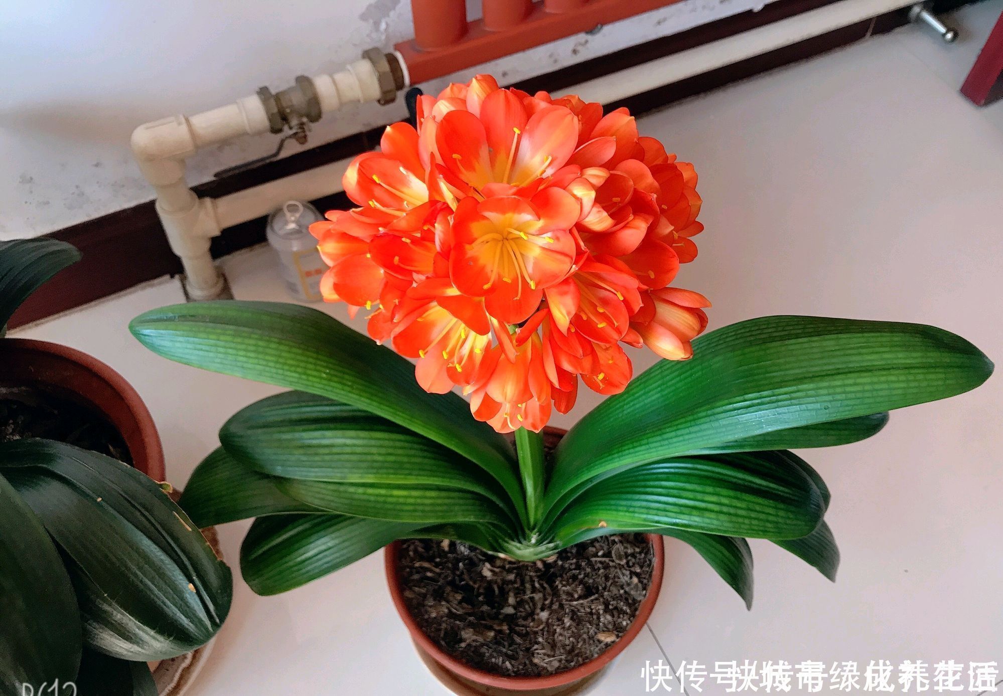 草虫|君子兰的根系往花盆外跑,现在需要换盆吗?换个大盆根多叶茂