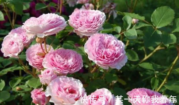 花朵|月季有个“生长开关”,长出“这种”枝条别乱剪,2周花朵爆满技
