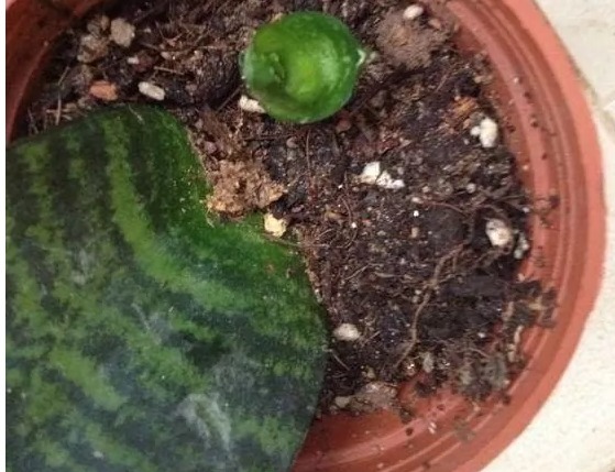 盆栽不用花钱买,以下4种植物只需一片叶子,就能长满整个盆!