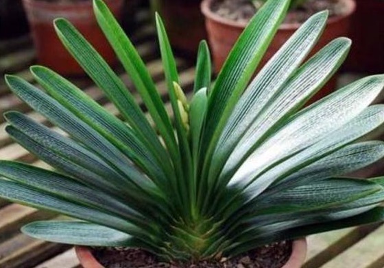 肥沃|老婆自制“最强肥料”,在“君子兰”盆里加一坨,开花开不停!