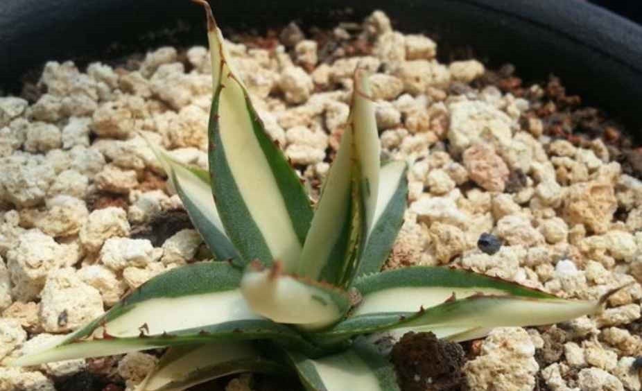 传说|漫谈墨西哥龙舌兰的传说和历史,了解多肉植物的神奇世界