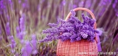 薰衣草|4种“香水花”,选一种养家里,晒晒太阳,满屋香水味,又香又美
