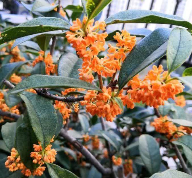 冬天在家养此款花卉,好养不费心,花色柔美,花开四季满园飘香