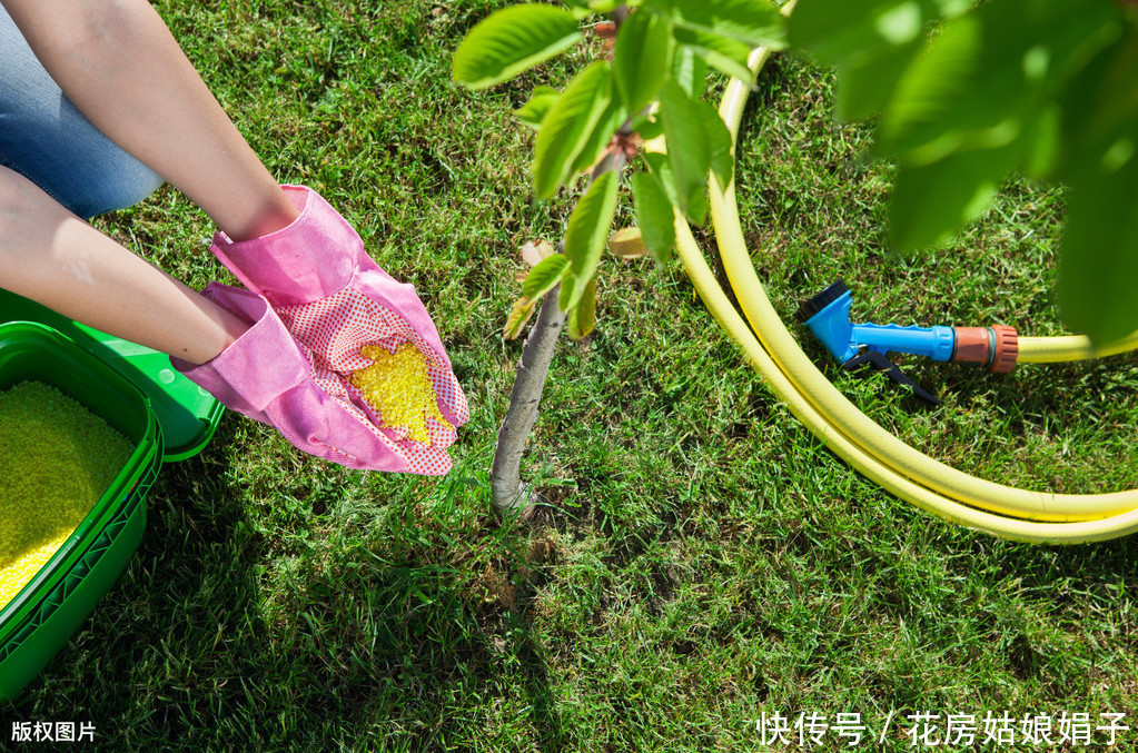 娟子|别乱给花乱施肥了,娟子给你支招,3个施肥技巧,比啥多管用
