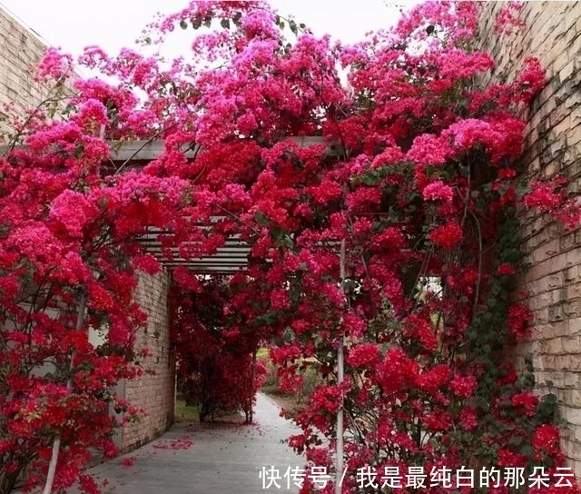 叶片|三角梅开败了？狠狠心，用3个“高招”，挤满新枝芽，又爆二茬花