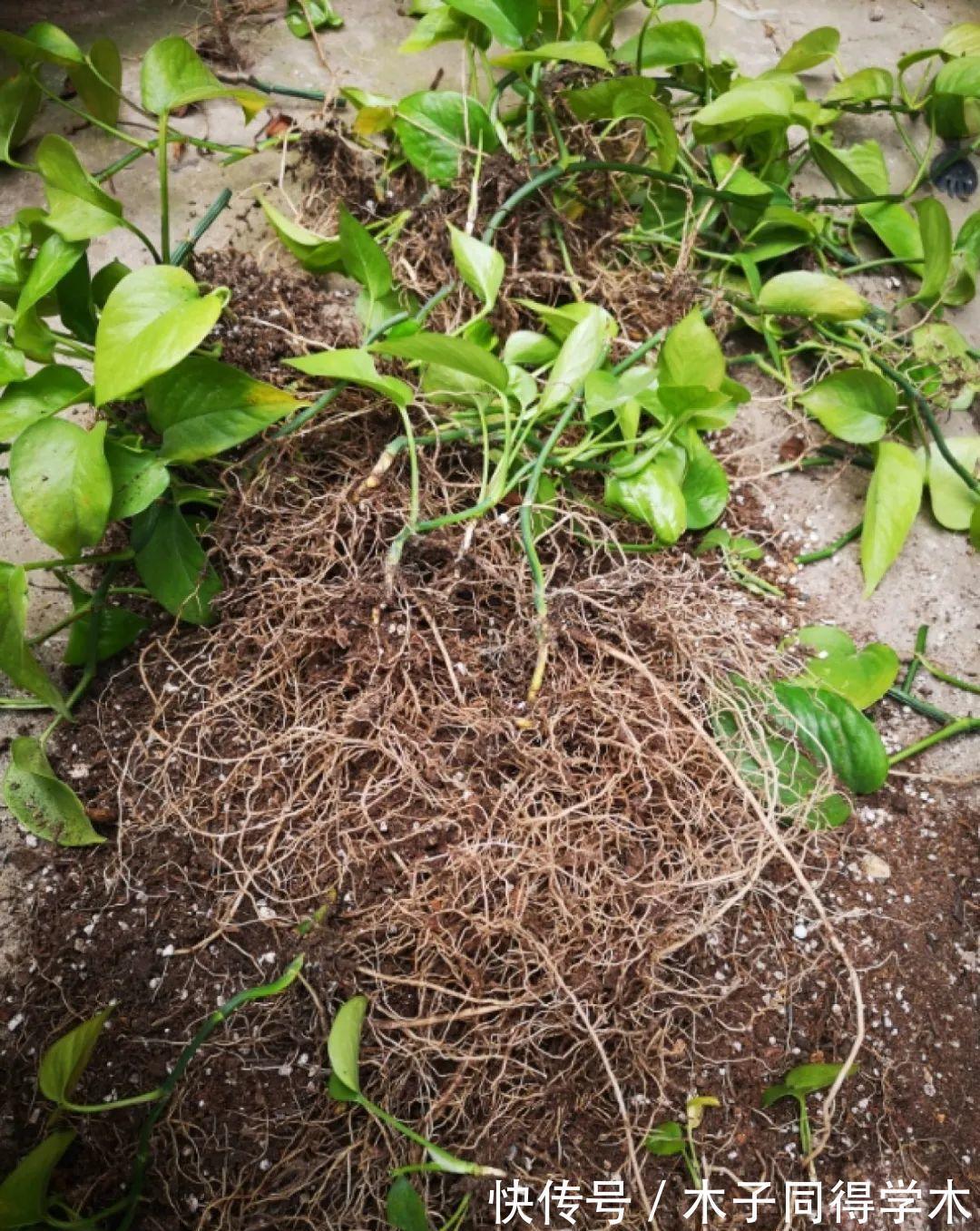 7种花,立秋后换盆,秋冬才能越养越好
