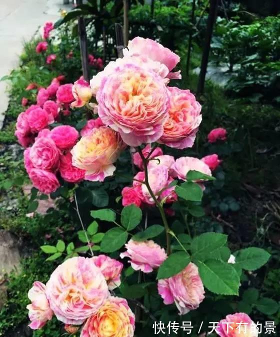 花朵|进入八月，6种花要多晒太阳，越晒花朵娇艳，开花越勤