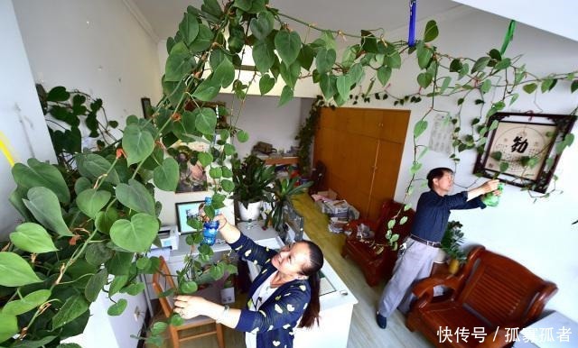 客厅2种花,别养成“巨无霸”,我家的已经处理了!