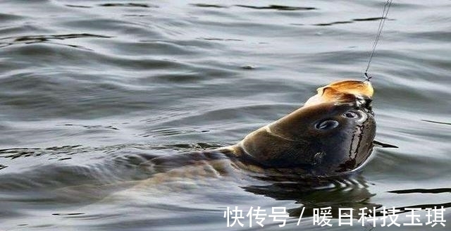 青草|野钓鲤鱼和草鱼,这两个打窝小技巧,能让诱鱼效果翻一倍