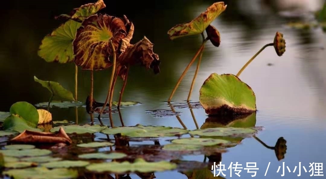 雨声$让李商隐引以为傲的一首诗,连林黛玉都称赞,后两句尤其美妙