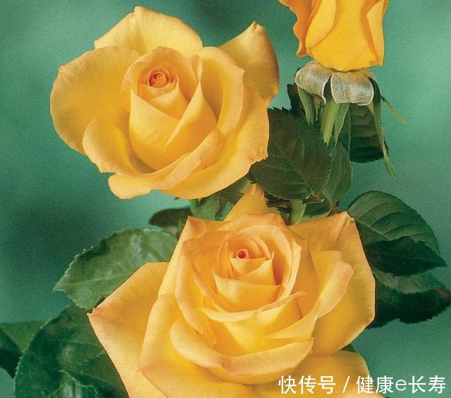 25个抗性超好的月季品种,又好养开花有多,新手好养适合盆栽!