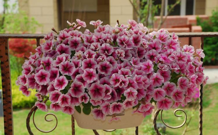 5种花春天养,五彩斑斓花期长,沾土就活,懒人也能养爆盆