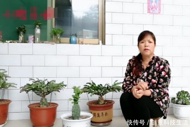 蟹爪兰嫁接之后不爆盆叶片上面有窍门，你想知道么！